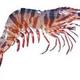 Tiger prawn