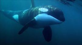 Timeline: Mitchell's aboriginal Maung food wheel