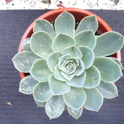 Timeline: Τα Αγόρια μου