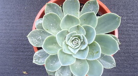 Timeline: Τα Αγόρια μου