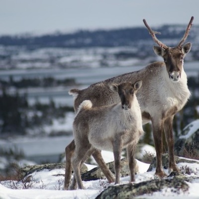 Timeline: George River Caribou Population