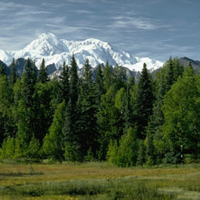 Timeline: Social Forces Timeline