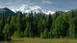 Timeline: Social Forces Timeline