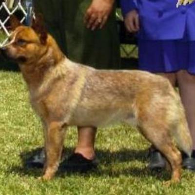 Timeline: Call of the Wild