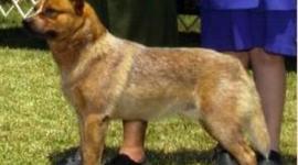 Timeline: Call of the Wild