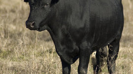 Timeline: ¡Viva el toro!