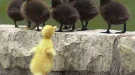 Timeline: La Tolerancia Construye un Mundo Mejor