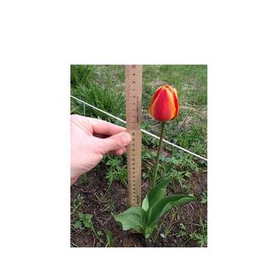 Timeline: Фенологические наблюдения за ростом тюльпана. Гимназия № 1, г. Мурманск