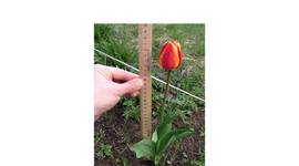 Timeline: Фенологические наблюдения за ростом тюльпана. Гимназия № 1, г. Мурманск