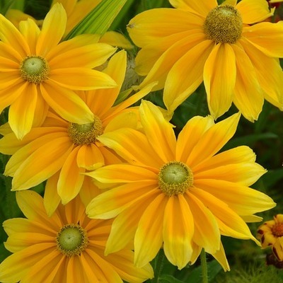 Timeline: Summer 2015