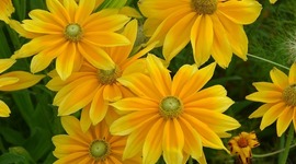 Timeline: Summer 2015