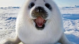 Timeline: Sarah Yeldham