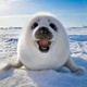 Baby seal