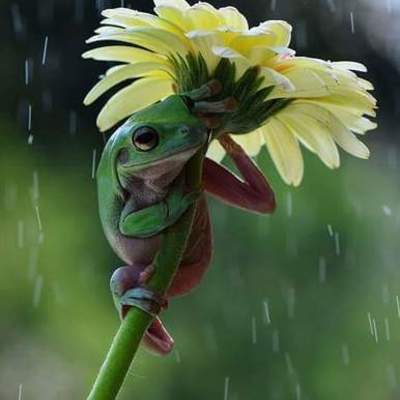 Timeline: Un recorrido por la Historia de la clasificación de los seres vivos