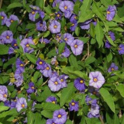 Timeline: Bridget's Timeline