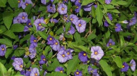 Timeline: Bridget's Timeline