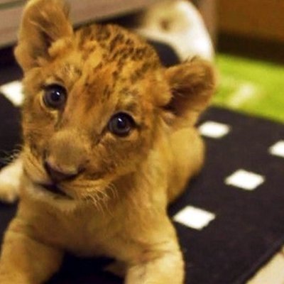 Timeline: Tijdlijn PO4