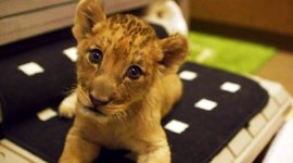 Timeline: Tijdlijn PO4