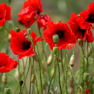 Timeline: WW1: Before, During, and After Timeline