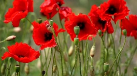 Timeline: WW1: Before, During, and After Timeline