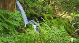 Timeline: Cascade Locks Port Commission Nestle timeline (Rev A)