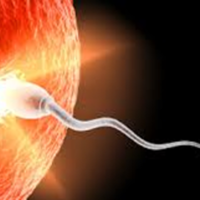 Timeline: From Conception to Birth