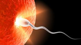 Timeline: From Conception to Birth