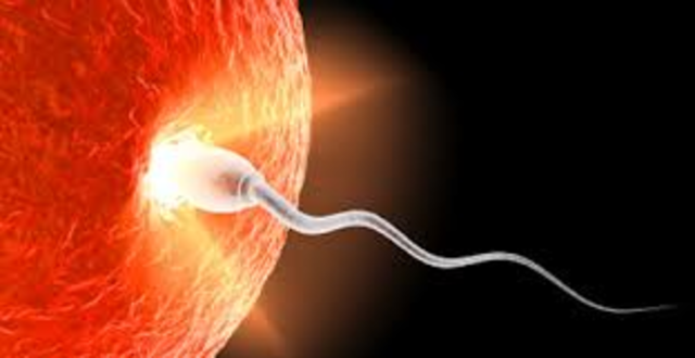 From Conception To Birth Timeline Timetoast Timelines From Conception To Birth Timeline Timetoast Timelines