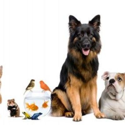 Timeline: Evolución de las Mascotas