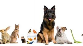 Timeline: Evolución de las Mascotas