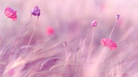 Timeline: Dispostivo móviles