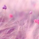Pink purple flowers field 1280x800 277036