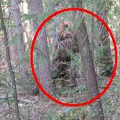 Timeline: Reports about sightings of Bigfoot