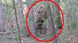 Timeline: Reports about sightings of Bigfoot