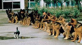 Timeline: O que fazer e quando