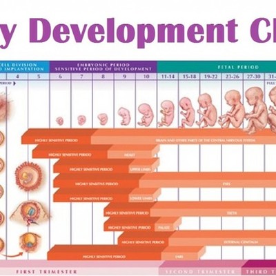 Timeline: The Development from Conception of  a Baby Birth