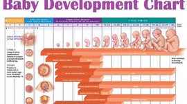 Timeline: The Development from Conception of  a Baby Birth