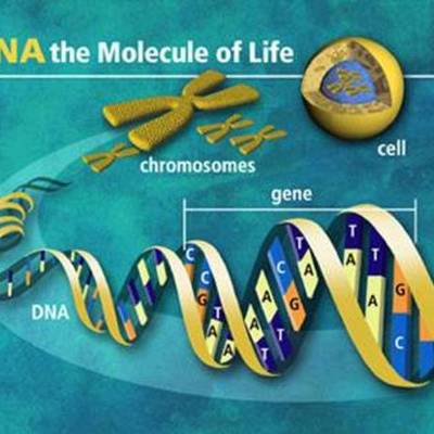 Timeline: La Genética y sus avances.
