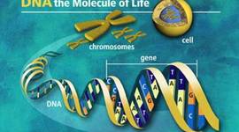 Timeline: La Genética y sus avances.
