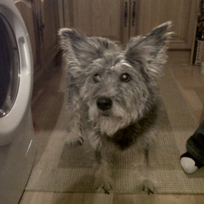 Timeline: Jess my dog