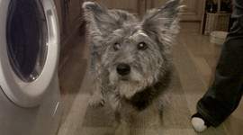 Timeline: Jess my dog