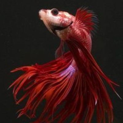 Timeline: The History of the Ocean