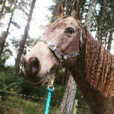 Timeline: Esthers reading log