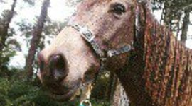 Timeline: Esthers reading log