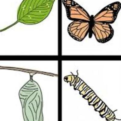 Timeline: Developmental Psychology/Life Timeline