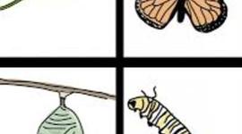 Timeline: Developmental Psychology/Life Timeline