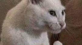 Timeline: My Life By Design