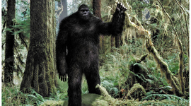 Timeline: Bigfoot