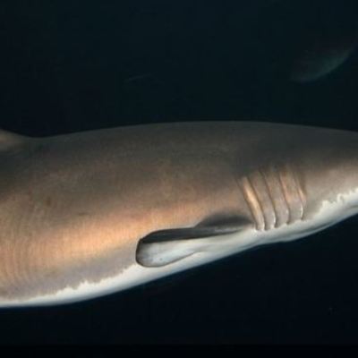 Timeline: Shark Attacks 2015