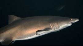 Timeline: Shark Attacks 2015